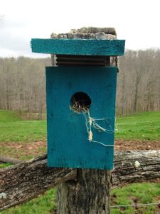 blue bird box